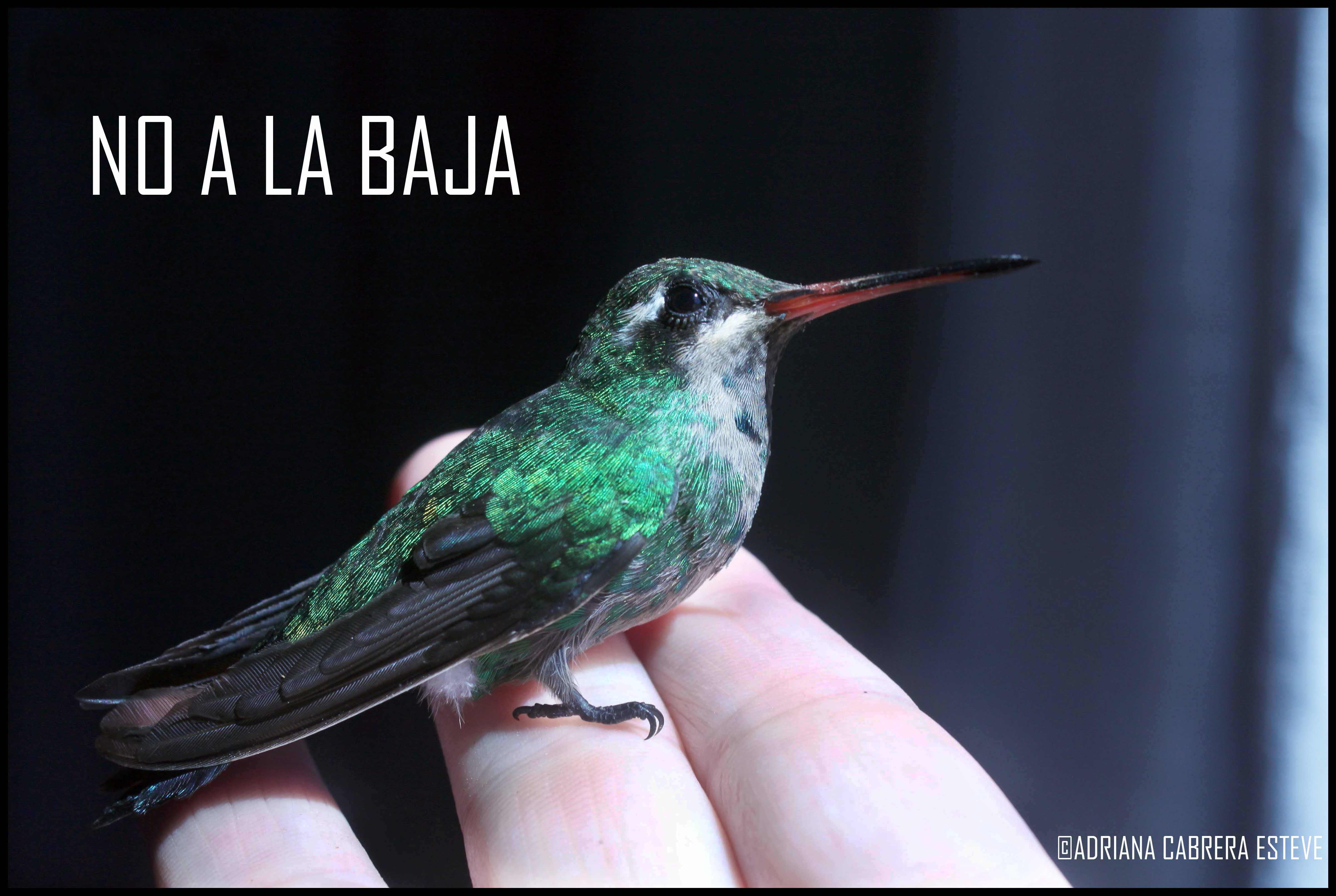 NO A LA BAJA