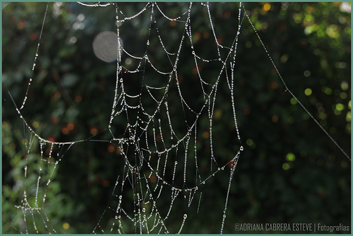 Trabajo de araña
