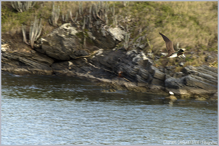 Cabo Frío pesca III