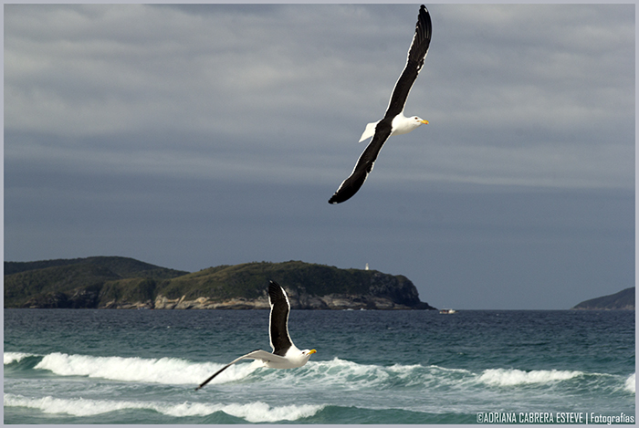Cabo Frío pesca IV